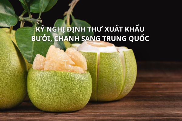 Ký Nghị định thư xuất khẩu bưởi, chanh sang Trung Quốc 2026 – Cơ hội lớn cho nông sản Việt