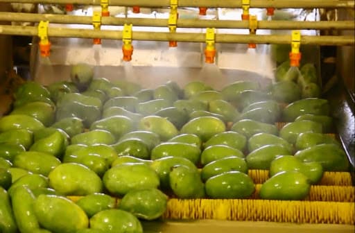 Kiểm dịch thực vật với hệ thống xử lý hoa quả bằng hơi nước nóng