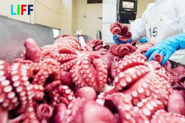 Việt Nam phục hồi ngành xuất khẩu mực và bạch tuộc