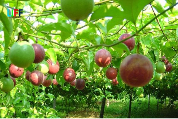 Chanh Leo Việt Nam xuất khẩu sang Trung Quốc từ Tháng 7/2022