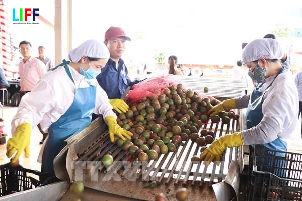 Hướng dẫn xuất khẩu thí điểm chanh leo chính ngạch sang thị trường Trung Quốc