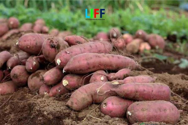 Xuất khẩu chính ngạch lô khoai lang đầu tiên sang Trung Quốc